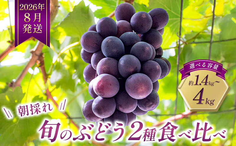 【ふるさと納税】8月発送｜朝採れ旬のぶどう 2種 食べ比べセット 約1.4kg（2房） セット 詰め合わせ 産地直送 フルーツ 兵庫県 加西市　お届け：2026年8月中旬～下旬 サムネイル2