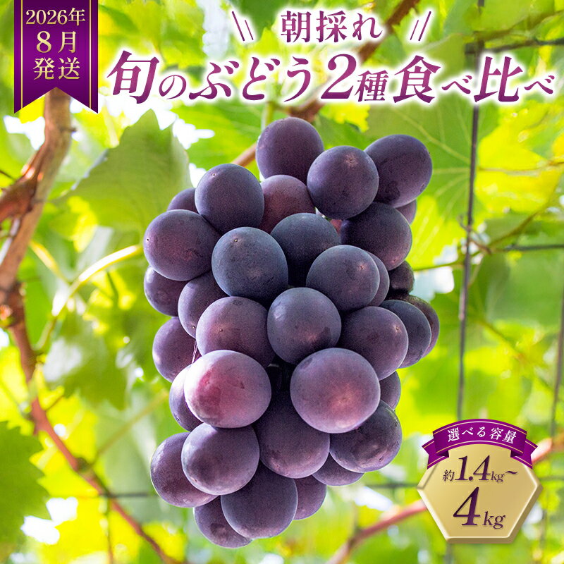 8月発送｜朝採れ旬のぶどう 2種 食べ比べセット 約1.4kg（2房） セット 詰め合わせ 産地直送 フルーツ 兵庫県 加西市　お届け：2026年8月中旬～下旬