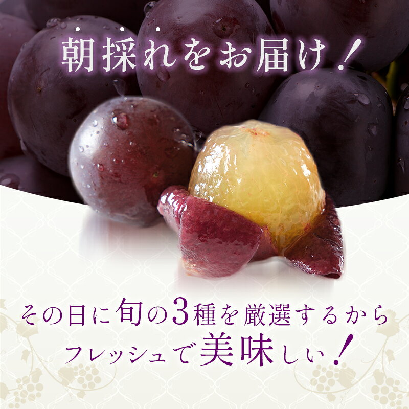 【ふるさと納税】8月発送｜朝採れ旬のぶどう 2種 食べ比べセット 約1.4kg（2房） セット 詰め合わせ 産地直送 フルーツ 兵庫県 加西市　お届け：2026年8月中旬～下旬 サムネイル3