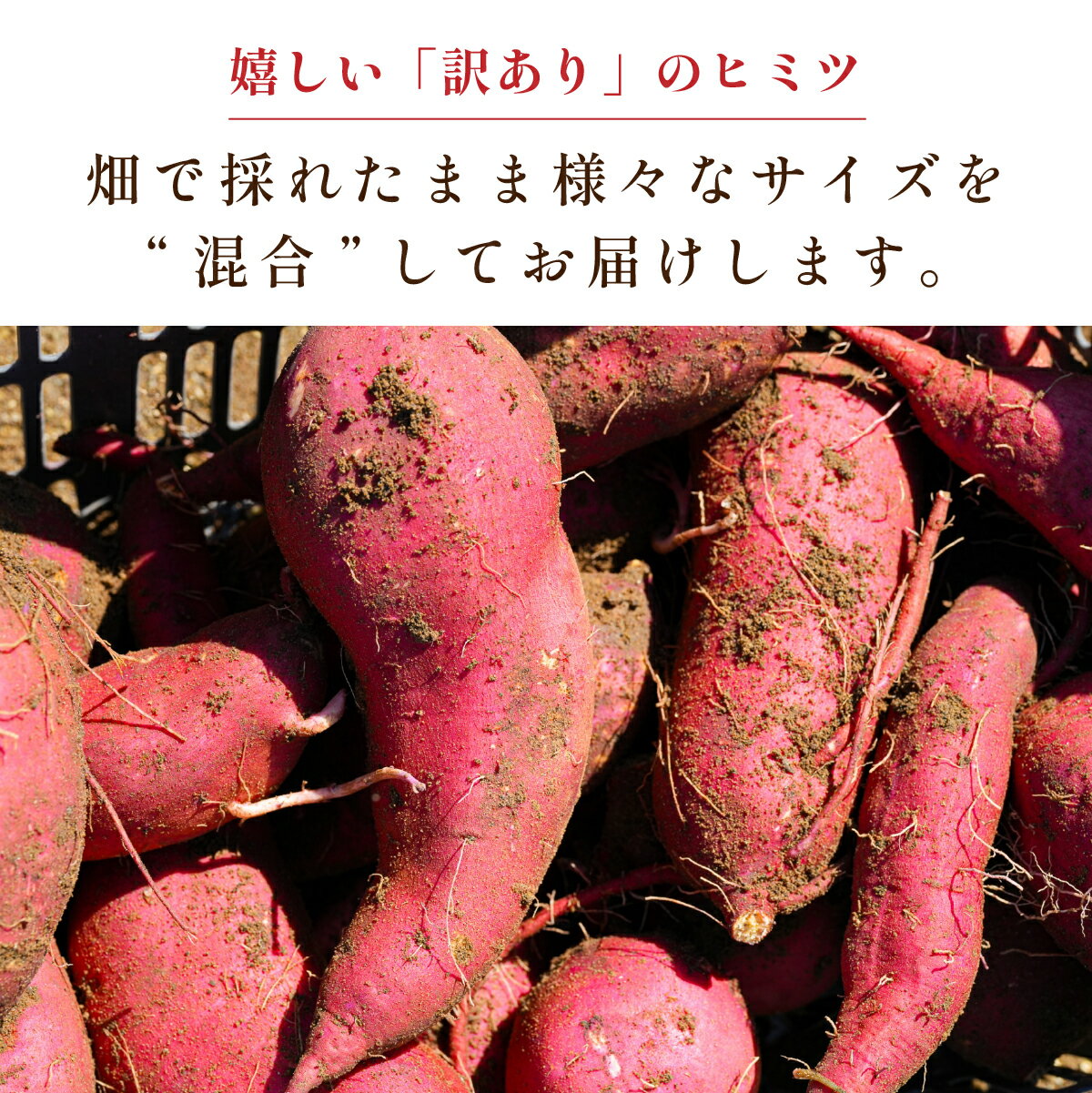 【ふるさと納税】【訳あり】 丹波篠山産 さつまいも 追熟 紅はるか サイズ混合 ( 2kg 3kg 5kg) M～2L 焼き芋 天ぷら さつま芋 さつまいも - 画像2