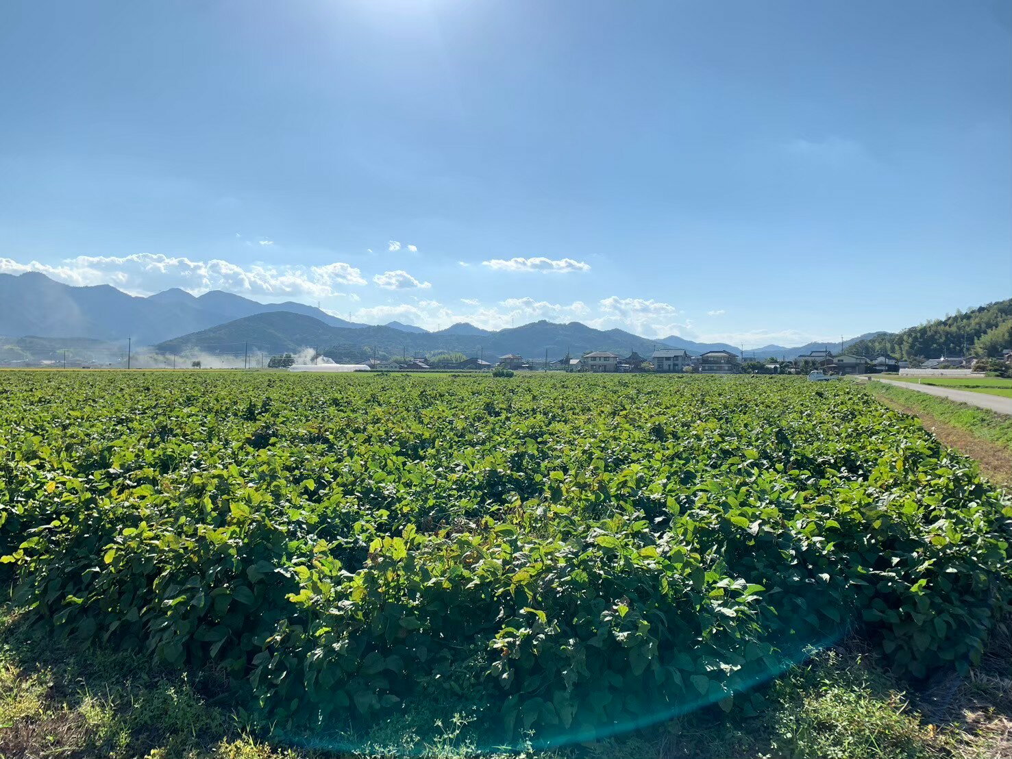 【ふるさと納税】早期予約！秋の味覚「丹波黒枝豆」　収穫時期を選べる！ 500g × 2〜8袋　 【2026年10月以降発送】 | 兵庫県 丹波篠山市 プレミアム枝豆 期間限定 黒枝豆 えだまめ エダマメ お取り寄せグルメ 高級 特産品 名産品 おつまみ おうち居酒屋 - 画像3