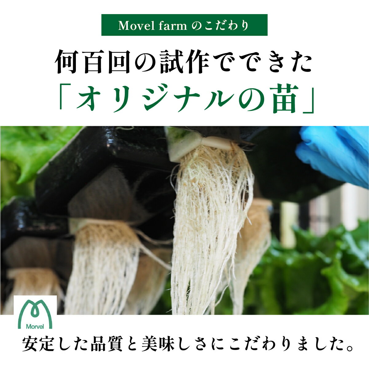 【ふるさと納税】【 定期便 】 無農薬 朝採り フリルレタス グリーンリーフレタス 個包装 2種類 1.3kg　6回 | 兵庫県 丹波篠山市 洗わずに食べられる 新鮮 野菜直送 フレッシュ サラダ用野菜 健康志向 産地直送 緑黄色野菜 新鮮 安心野菜 レタスボウル カロテン - 画像3