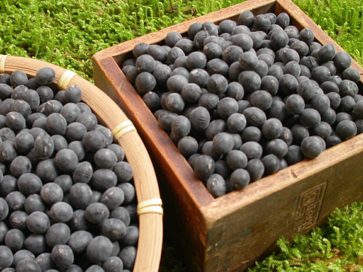 【ふるさと納税】【令和7年産予約】 丹波黒大豆 川北黒 2Lサイズ 1kg | 兵庫県 丹波篠山市 乾物 黒豆 丹波黒 おせち用 煮豆 グルメ 高級 ブランド - 画像2