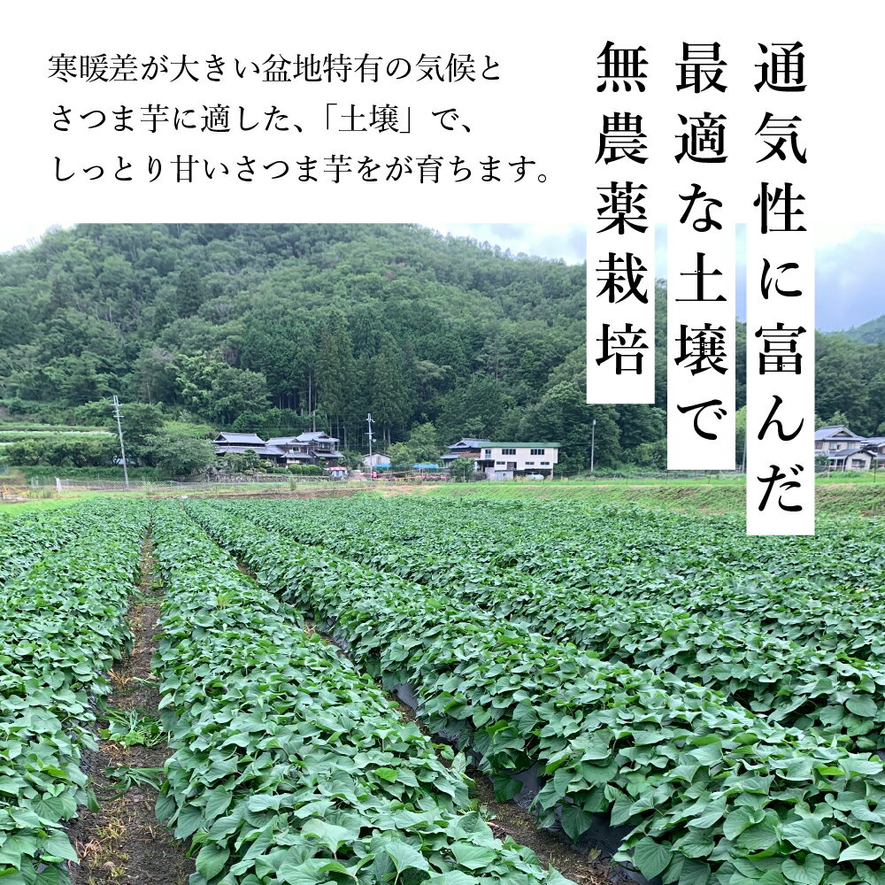 【ふるさと納税】焼き芋　壺焼き　紅はるか 訳あり 規格外 500g×2袋 1kg | 兵庫県 丹波篠山市 さつまいも サツマイモ さつま芋 甘い 焼き芋 焼芋 焼いも おいしい 美味しい ねっとり 食物繊維 美容 スイーツ 国産 - 画像2