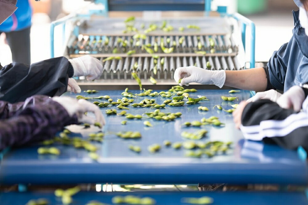 【ふるさと納税】【早期予約/令和8年10月中旬頃〜10月末頃発送予定】★本場★丹波ささやま黒枝豆1.5kg（500g×3袋）【大満足！】家族と一緒に、自分へのご褒美 | 兵庫県 丹波篠山市 期間限定 黒枝豆 えだまめ エダマメ お取り寄せグルメ - 画像3