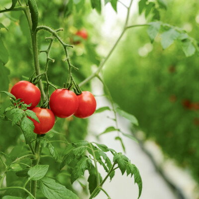 【ふるさと納税】【産地直送】トマト(約3.0kg) 箱 うふふの実 高糖度フルーツトマト　アイメック【常温】【配送不可地域：離島・北海道・沖縄県】【1672592】 - 画像2