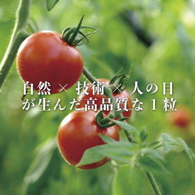 【ふるさと納税】【産地直送】トマト(約3.0kg) 箱 うふふの実 高糖度フルーツトマト　アイメック【常温】【配送不可地域：離島・北海道・沖縄県】【1672592】 - 画像3
