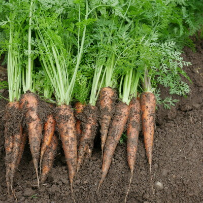 【ふるさと納税】【発送月固定定期便】【6～12月】但馬の旬をお届け!採れたて野菜セット全7回【配送不可地域：離島】【4075870】 - 画像3