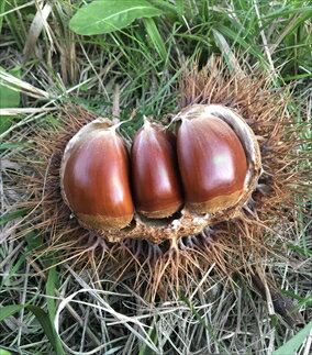 吟撰・熟成丹波栗　3袋セット