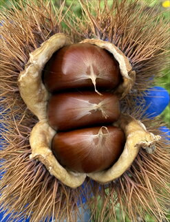 【ふるさと納税】吟撰・熟成丹波栗　3袋セット サムネイル3