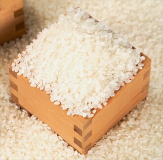 丹波コシヒカリ 10kg