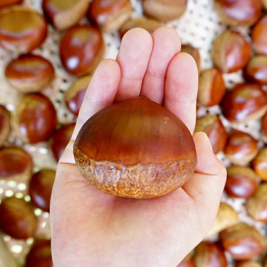 丹波市産　熟成丹波栗3L 1kg