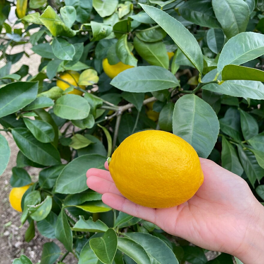 【ふるさと納税】丹波市産　檸檬｛山麓のレモン｝ 1.2kg サムネイル2