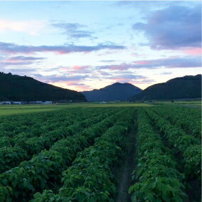 【ふるさと納税】特別栽培米　丹波コシヒカリ　5kg - 画像3