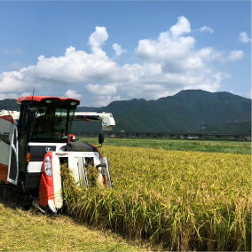 【ふるさと納税】特別栽培米　丹波コシヒカリ　10kg - 画像3