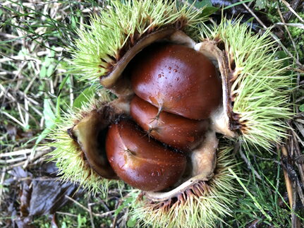 【ふるさと納税】丹波焼き栗　230g×4袋 サムネイル3