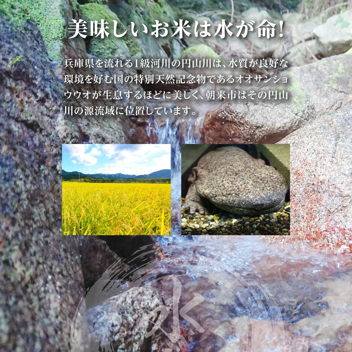【ふるさと納税】先行予約 令和8年産 兵庫県朝来市産 にじのきらめき （無洗米） 5kg 【 にじのきらめき 単一原料米 5kg お米 米 コメ こめ 精米HACCP認定 安心 安全 美味しい 甘み 旨味 兵庫県 朝来市 竹田城跡 円山川源流域 川の最上流域なので水のきれいさピカイチ!! 】 - 画像3