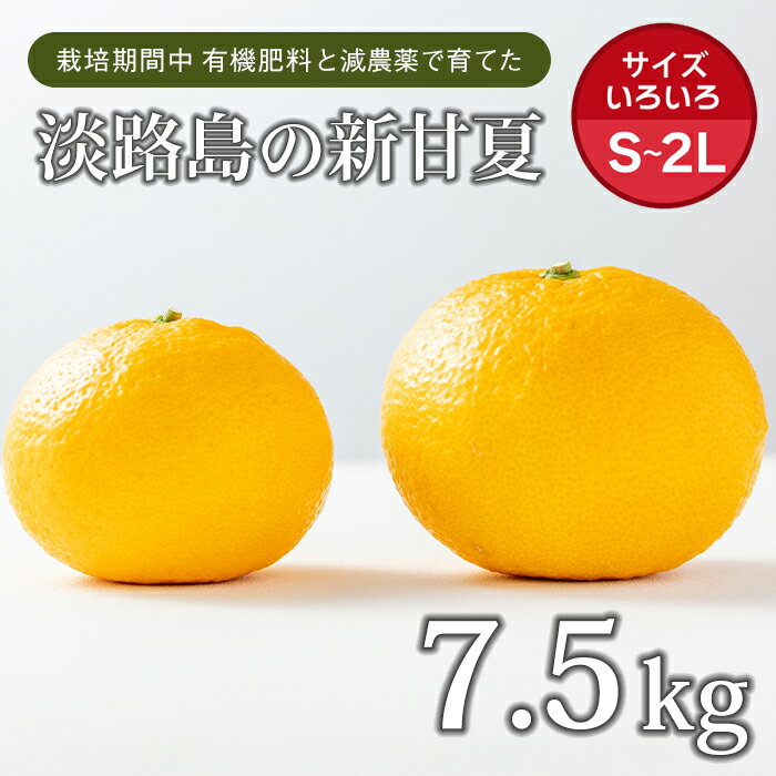 片山農園の淡路島産新甘夏7.5kg【サイズいろいろS〜2Lサイズ】