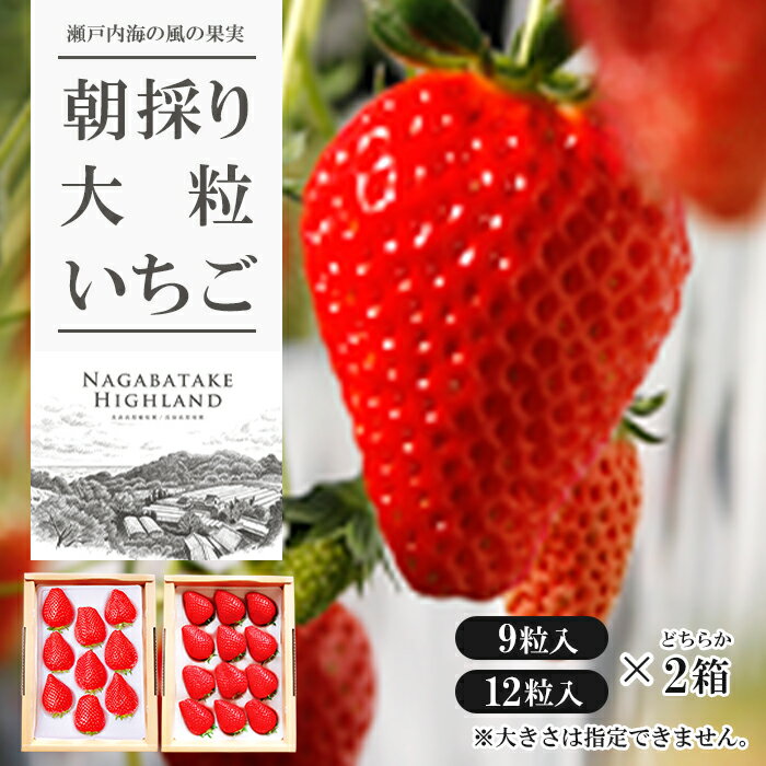 長畠高原苺園 朝採り大粒いちご【1月より順次出荷・お届け日指定不可】