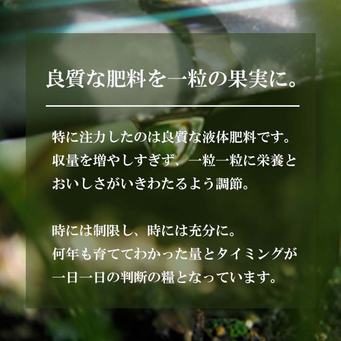 【ふるさと納税】長畠高原苺園 朝採り大粒いちご【1月より順次出荷・お届け日指定不可】 サムネイル3
