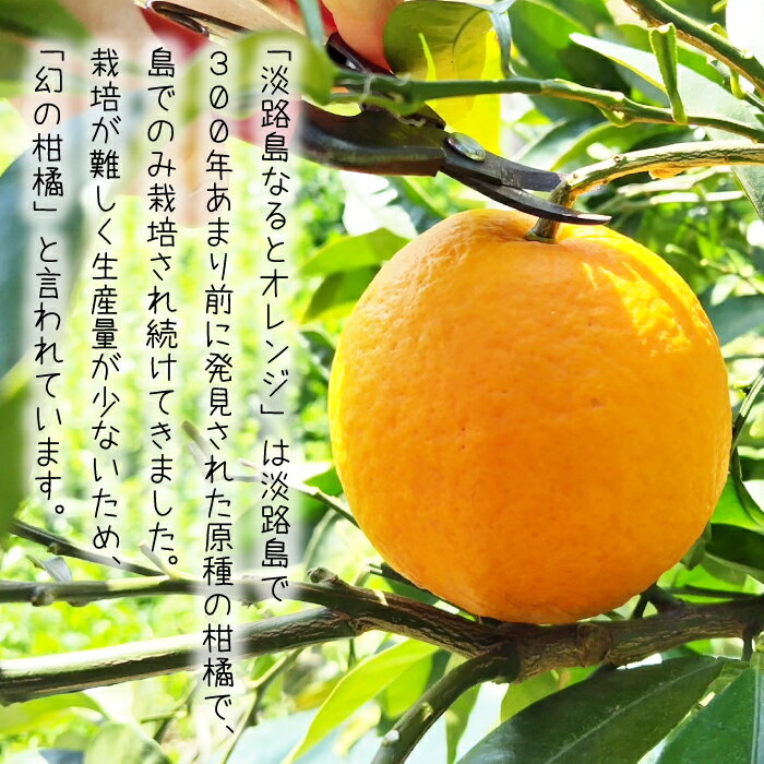 【ふるさと納税】淡路島なるとオレンジ 4kg 【発送時期2026年3月～4月頃】 サムネイル2