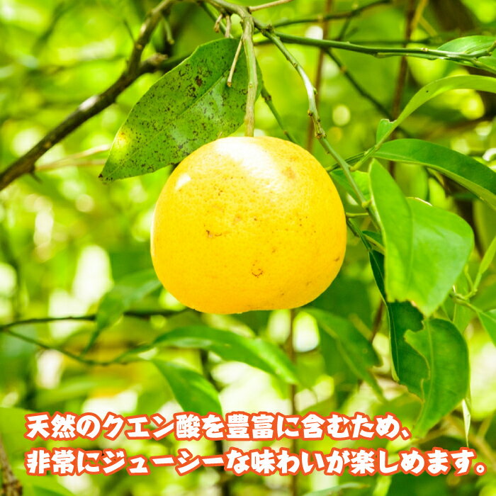 【ふるさと納税】淡路島産　淡路島なるとオレンジ　4kg サムネイル2