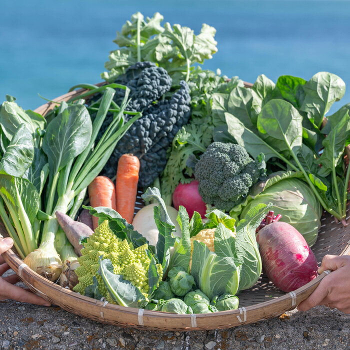 ご家庭向けお野菜セット〜旬のおまかせBOX〜2回・4回・12回お届け