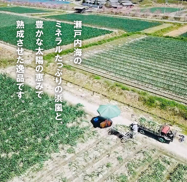 【ふるさと納税】【新たまねぎ】淡路島たまねぎ(5キロ・10キロ)【発送時期：2026年5月頃】 - 画像2