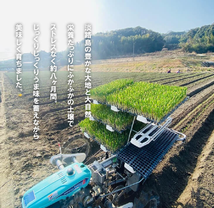 【ふるさと納税】【新たまねぎ】淡路島たまねぎ(5キロ・10キロ)【発送時期：2026年5月頃】 - 画像3