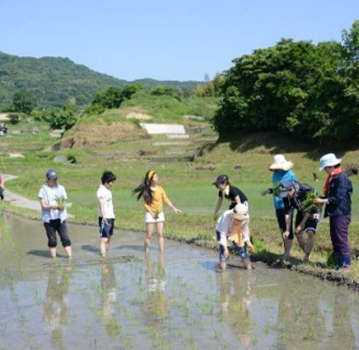 【ふるさと納税】田植又は稲刈体験　淡路島の棚田米5kg付 - 画像2