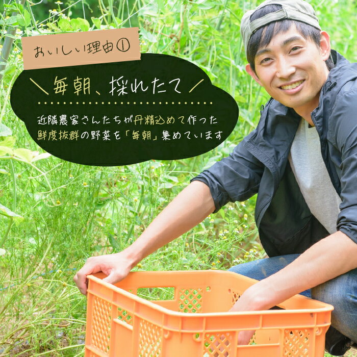 【ふるさと納税】淡路島の旬の野菜セット（10～15種類程度） お試し 詰め合わせ 野菜 国産 新鮮 サムネイル3