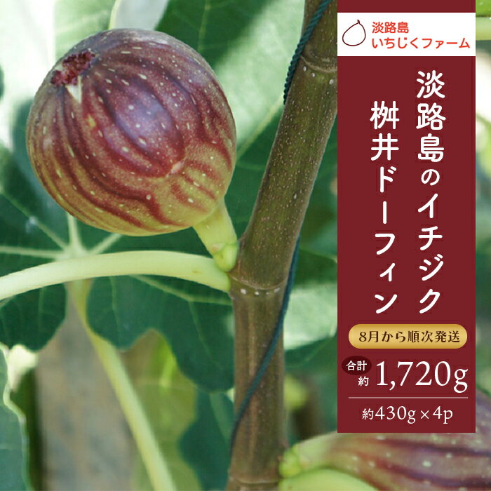 淡路島のイチジク　桝井ドーフィン【発送時期2026年8月中旬～9月上旬・お届け日指定不可】