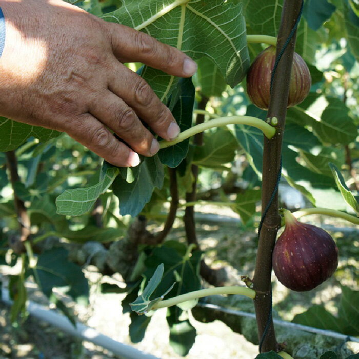 【ふるさと納税】淡路島のイチジク　桝井ドーフィン【発送時期2026年8月中旬～9月上旬・お届け日指定不可】 - 画像2