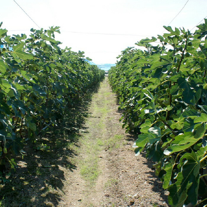 【ふるさと納税】淡路島のイチジク　桝井ドーフィン【発送時期2026年8月中旬～9月上旬・お届け日指定不可】 - 画像3