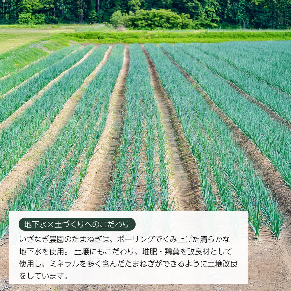 【ふるさと納税】【新たまねぎ】いざなぎ農園の淡路島たまねぎ 5kg【発送時期：2026年5月頃】 - 画像2