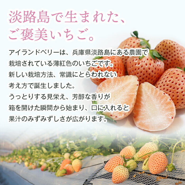 【ふるさと納税】淡路島アイランドベリー 白苺淡雪 Mサイズ【2026年2月～4月発送予約受付・お届け日指定不可】 サムネイル2
