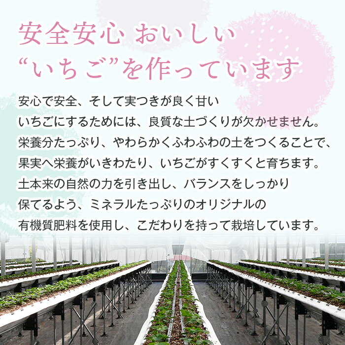 【ふるさと納税】淡路島アイランドベリー　紅白いちご　淡雪/とちおとめ【2026年2月～4月発送予約受付・お届け日指定不可】 サムネイル3