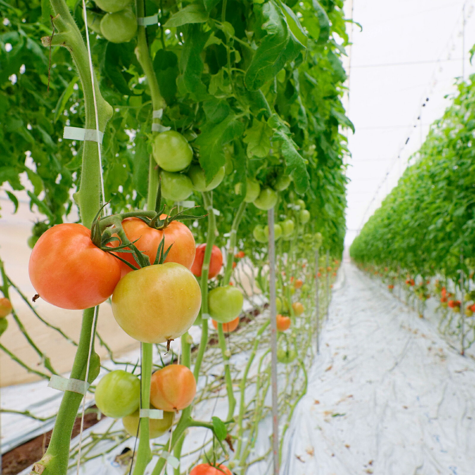 【ふるさと納税】AP1　田中農園の凝縮 トマトピューレ & 炊きこみご飯 セット - 画像3
