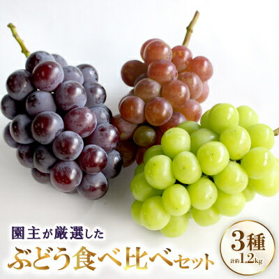 厳選 3種類のぶどう食べ比べセット【配送不可地域：離島・北海道・沖縄県】【1482869】