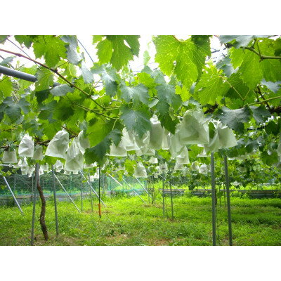 【ふるさと納税】厳選 3種類のぶどう食べ比べセット【配送不可地域：離島・北海道・沖縄県】【1482869】 サムネイル3