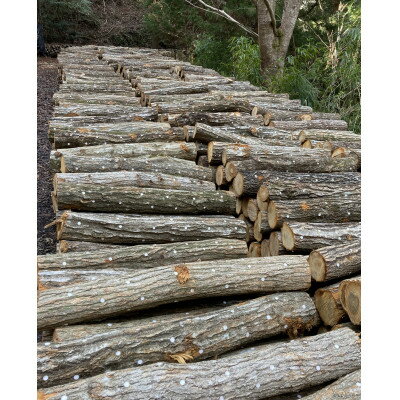 【ふるさと納税】原木しい茸栽培キット【1497851】 サムネイル3