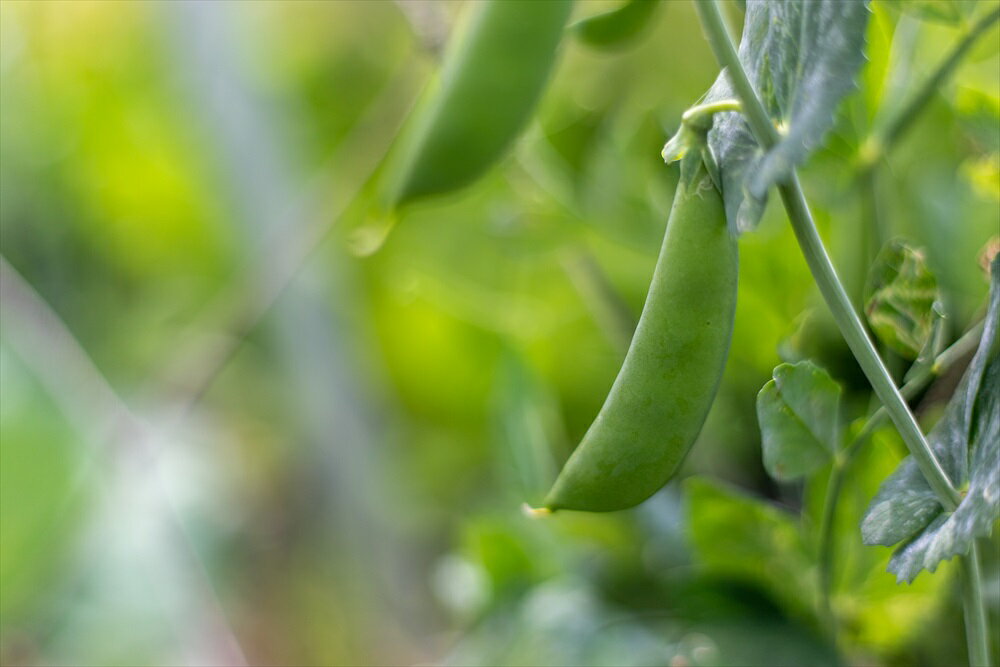 【ふるさと納税】【最優秀賞受賞！甘味＆栄養】有機JAS認証の無農薬、チヨちゃんの野菜10ヶ月定期[960] - 画像3
