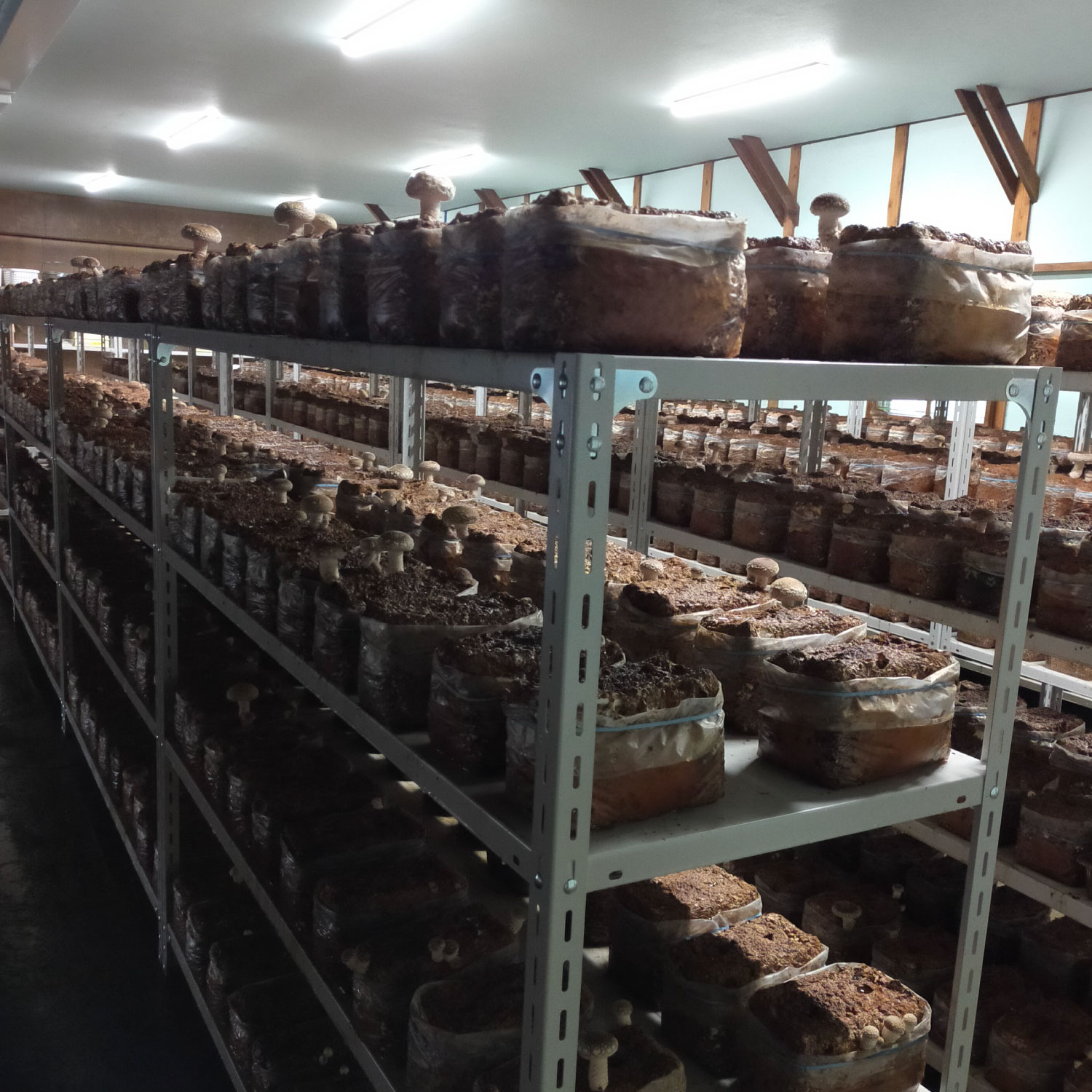 【ふるさと納税】大きさいろいろ肉厚プリプリ生椎茸1kg[1130] しいたけ シイタケ - 画像3