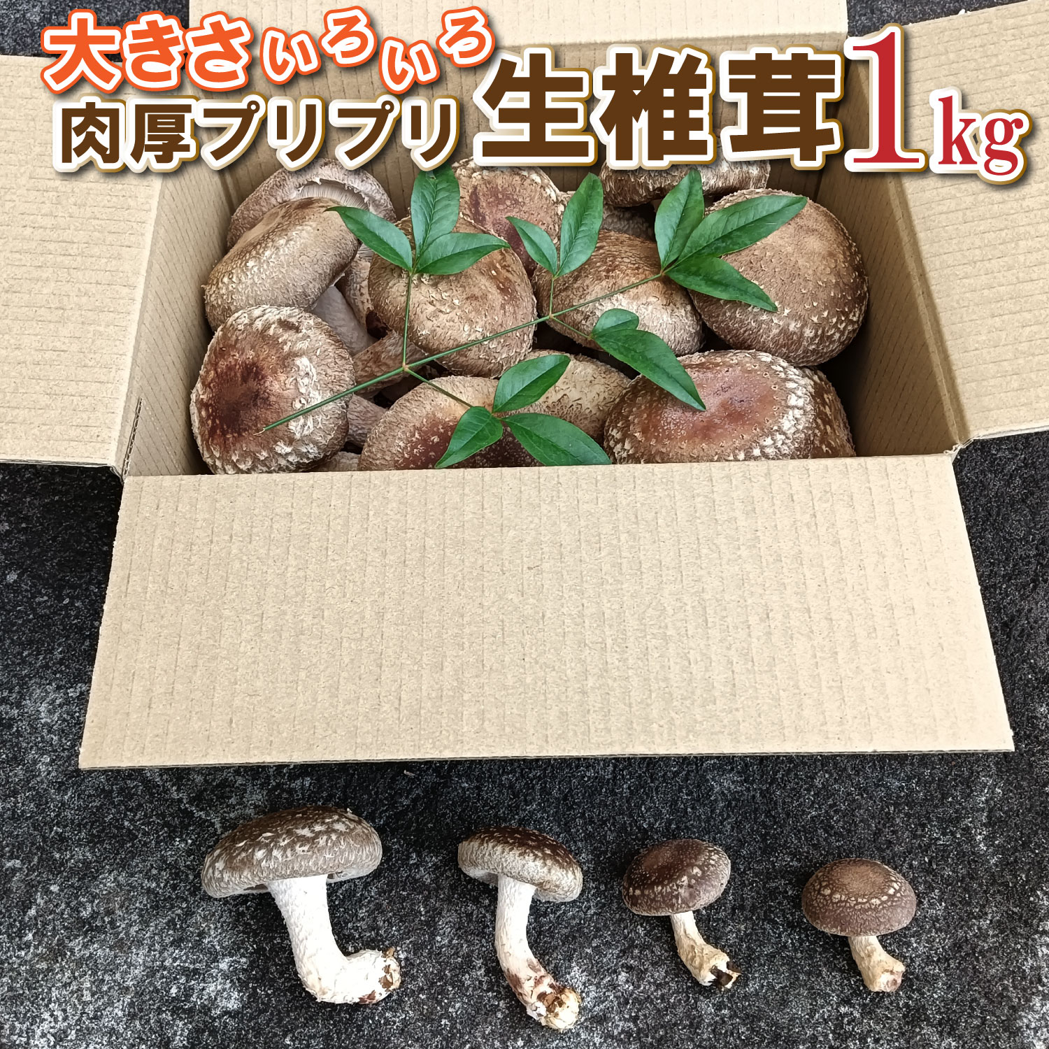 大きさいろいろ肉厚プリプリ生椎茸1kg[1130] しいたけ シイタケ