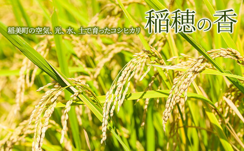 【ふるさと納税】【令和7年産】米 コシヒカリ 稲穂の香 10kg 精米 白米 お米 こめ コメ 最高級米 ご飯 ごはん こしひかり 兵庫県産 兵庫 兵庫県 稲美町 - 画像3