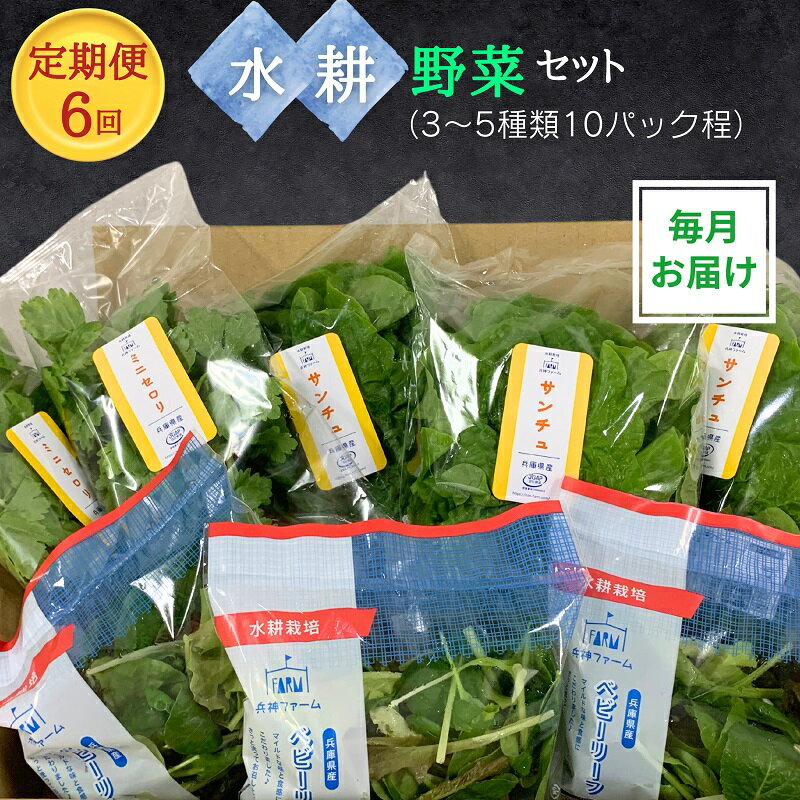 【定期便6回】毎月お届け 水耕野菜セット（3～5種類10パック程）