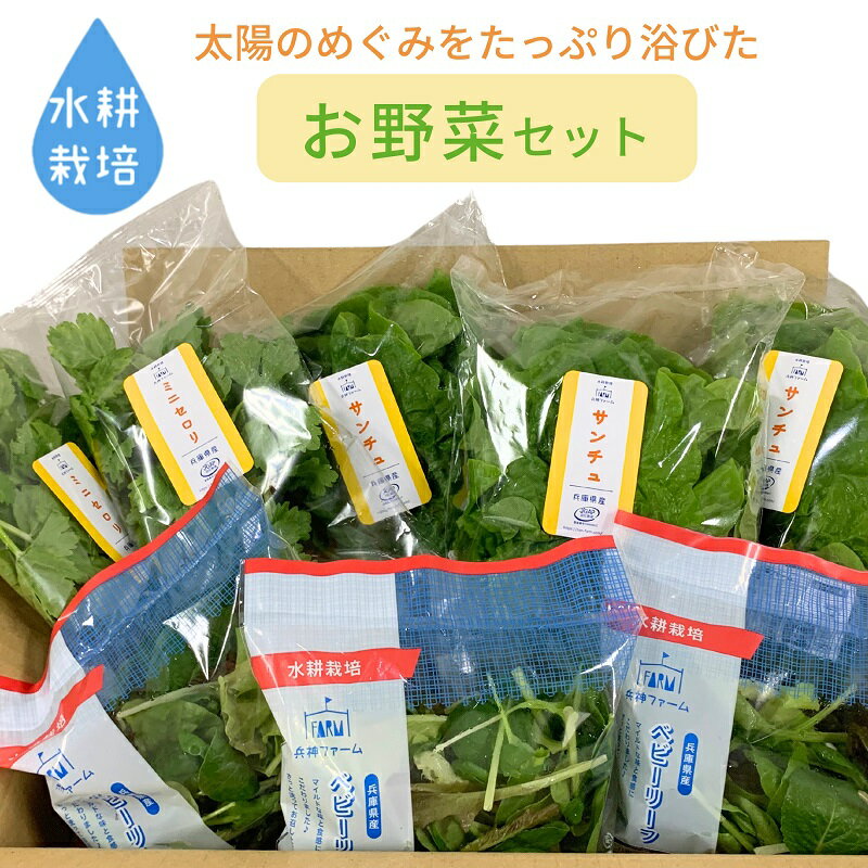 水耕野菜セット（3～5種類10パック程）