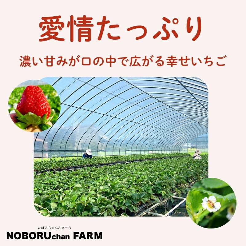 【ふるさと納税】 先行予約 数量限定 いちご 1kg以上 270g × 4P 新鮮 産地直送 厳選 2026年1月以降発送 旬 ブランド イチゴ 苺 古都華 人気 フルーツ 果物 くだもの 国産 限定 ベリー 贈答用 ストロベリー デザート スイーツ ギフト プレゼント 季節 特産品 奈良市 奈良県 サムネイル3