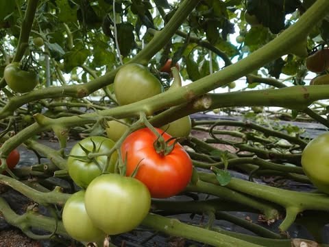 【ふるさと納税】【先行予約】ゲミューゼ濃厚トマト（数量限定） - 画像3