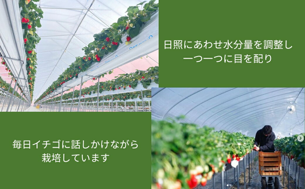 【ふるさと納税】【2026年1月以降発送】いちご（古都華）藤井農園特選大粒古都華600g×1ケース（数量限定 予約販売）奈良県 奈良市 なら 25-037 サムネイル2